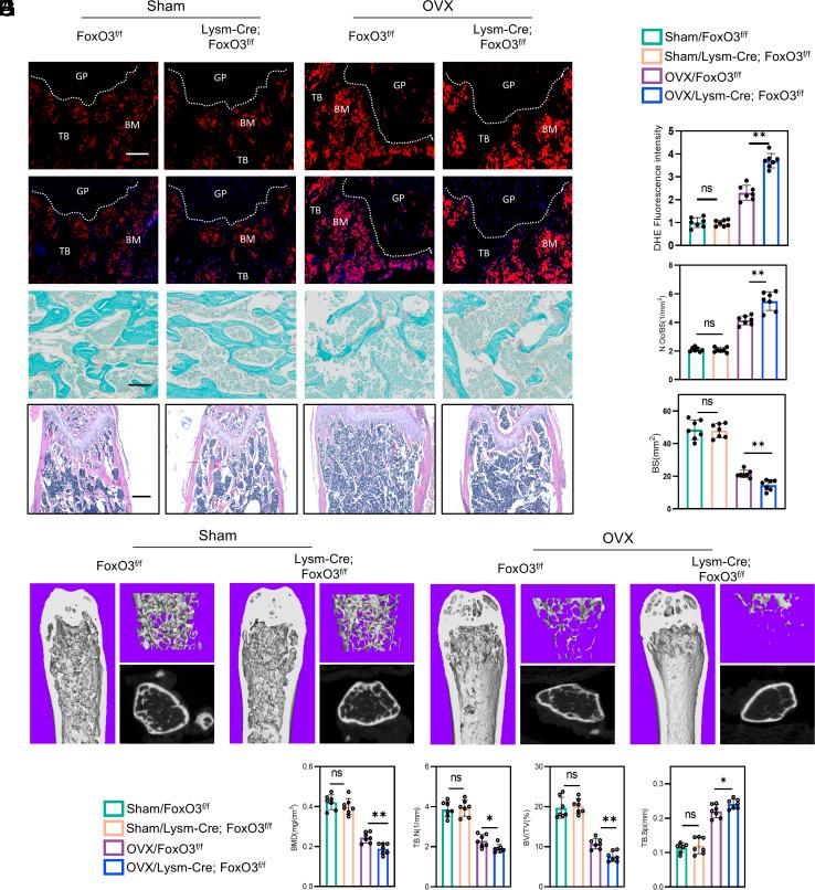 https://cdn.ncbi.nlm.nih.gov/pmc/blobs/bb26/11962505/23bfa8b23e59/pnas.2418023122fig02.jpg