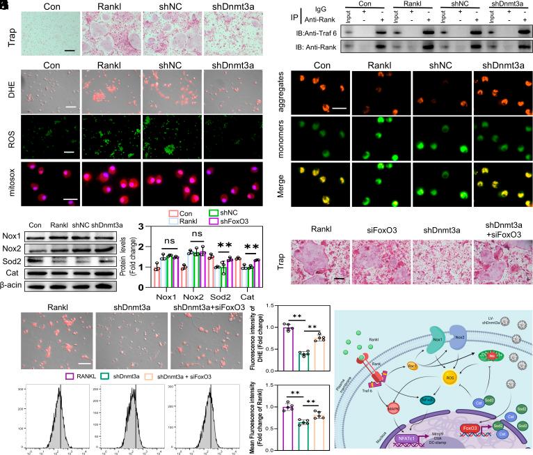 https://cdn.ncbi.nlm.nih.gov/pmc/blobs/bb26/11962505/5264e95bd333/pnas.2418023122fig06.jpg