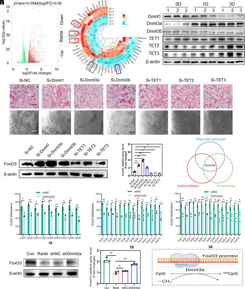 https://cdn.ncbi.nlm.nih.gov/pmc/blobs/bb26/11962505/ec3b4f195254/pnas.2418023122fig05.jpg