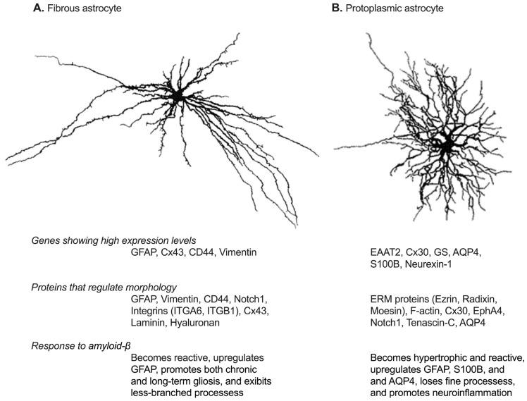 https://cdn.ncbi.nlm.nih.gov/pmc/blobs/bb31/12292185/23dd479d41eb/biomolecules-15-00910-g001.jpg