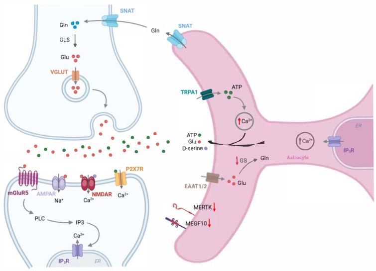 https://cdn.ncbi.nlm.nih.gov/pmc/blobs/bb31/12292185/29f590fcc9d8/biomolecules-15-00910-g005.jpg