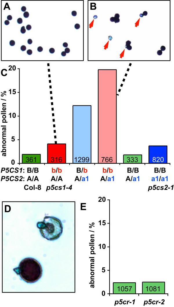 https://cdn.ncbi.nlm.nih.gov/pmc/blobs/bb32/3493334/24813b31ab34/1471-2229-12-191-4.jpg