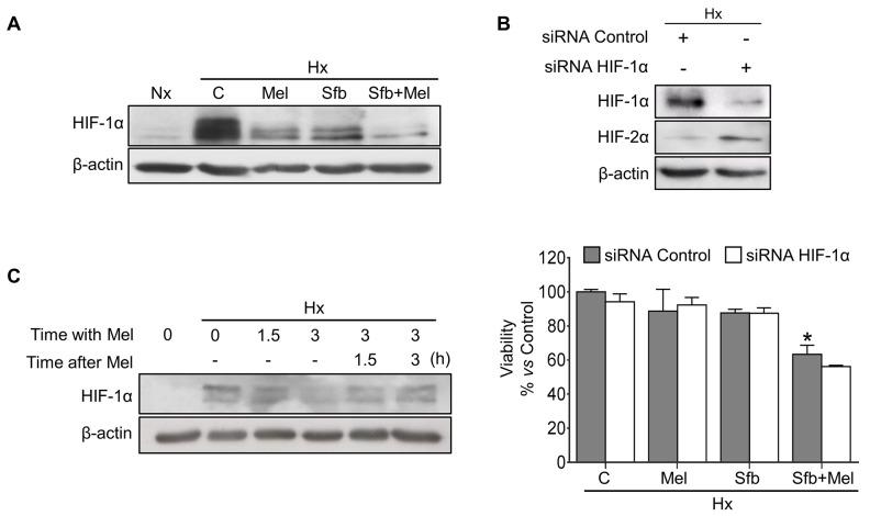 https://cdn.ncbi.nlm.nih.gov/pmc/blobs/bb8b/5710933/b5b905facfb4/oncotarget-08-91402-g002.jpg