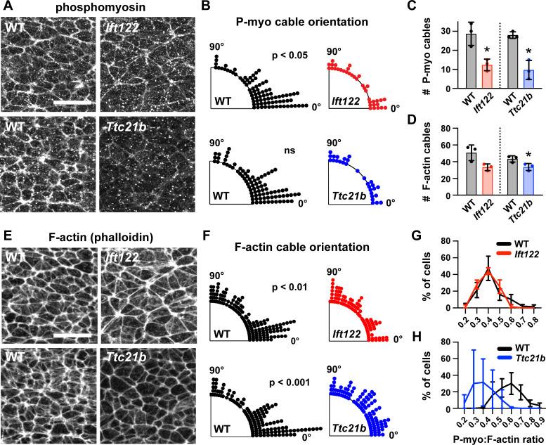 https://cdn.ncbi.nlm.nih.gov/pmc/blobs/bbb1/7655103/0c508129df6a/elife-60234-fig6.jpg