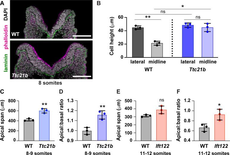https://cdn.ncbi.nlm.nih.gov/pmc/blobs/bbb1/7655103/3c07d72ff5cf/elife-60234-fig5-figsupp1.jpg