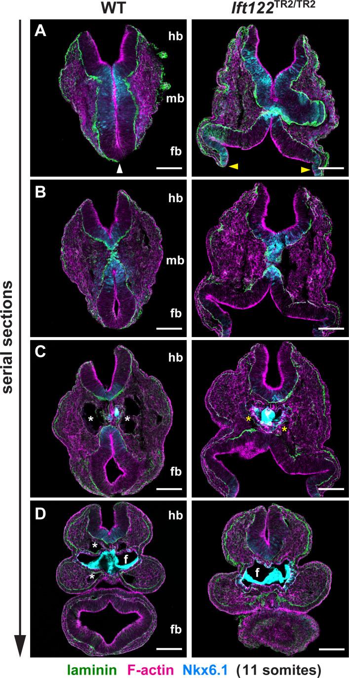 https://cdn.ncbi.nlm.nih.gov/pmc/blobs/bbb1/7655103/abf995b3644e/elife-60234-fig4-figsupp3.jpg