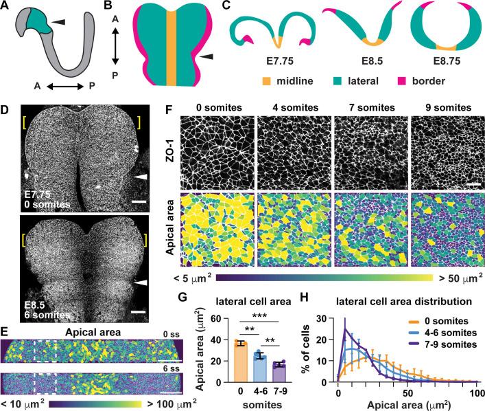 https://cdn.ncbi.nlm.nih.gov/pmc/blobs/bbb1/7655103/f130ab70aa34/elife-60234-fig1.jpg