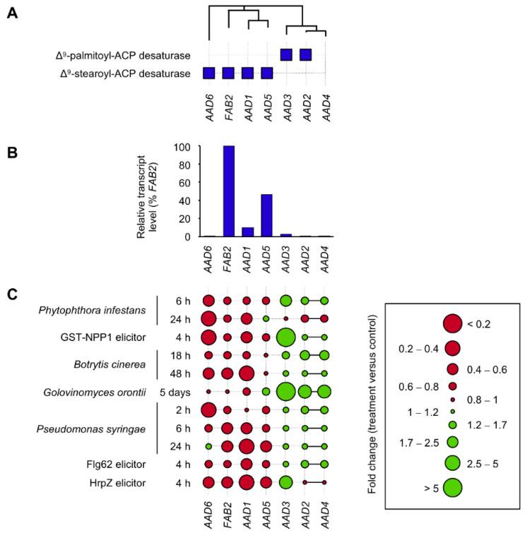 https://cdn.ncbi.nlm.nih.gov/pmc/blobs/bbc7/8002970/b8ccbae89c89/cells-10-00674-g001.jpg
