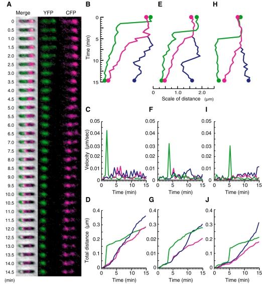 https://cdn.ncbi.nlm.nih.gov/pmc/blobs/bbca/1974783/0284a2c68dee/mmi0064-1198-f5.jpg