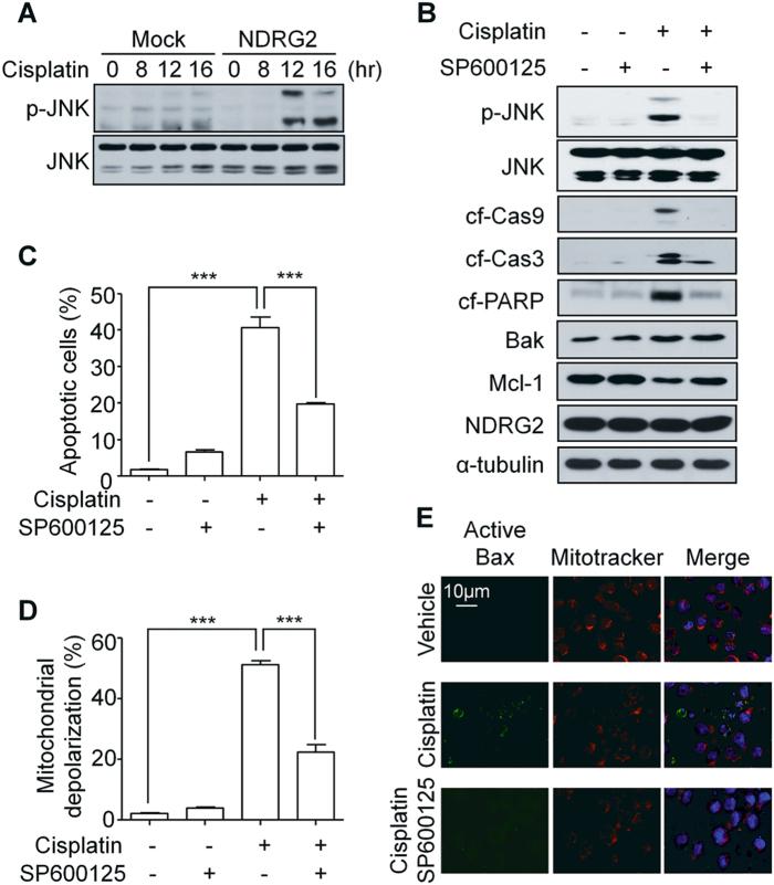 https://cdn.ncbi.nlm.nih.gov/pmc/blobs/bbe6/5833685/27e8d2168414/41419_2017_184_Fig2_HTML.jpg