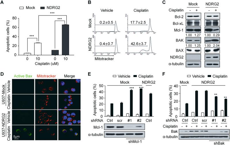 https://cdn.ncbi.nlm.nih.gov/pmc/blobs/bbe6/5833685/ec5e4c09eb76/41419_2017_184_Fig1_HTML.jpg