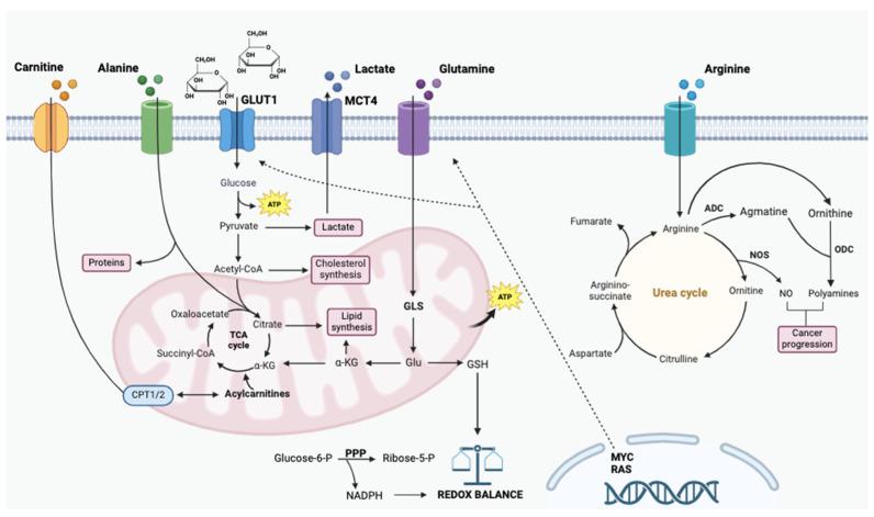 https://cdn.ncbi.nlm.nih.gov/pmc/blobs/bbed/12029571/c684e6e133e7/metabolites-15-00221-g001.jpg