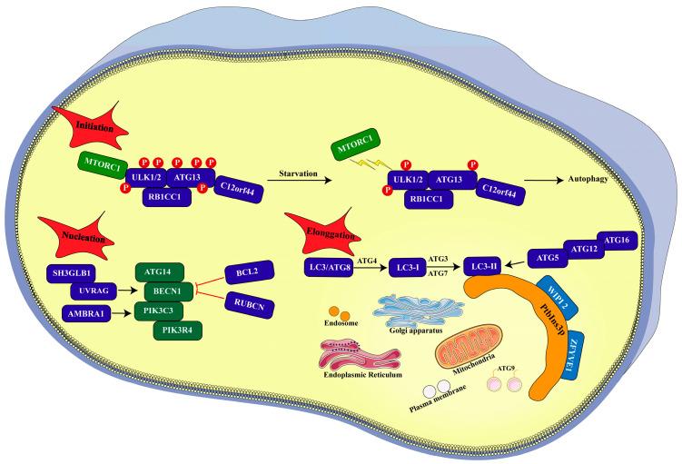 https://cdn.ncbi.nlm.nih.gov/pmc/blobs/bbf1/12292191/439188a7d63a/biomolecules-15-00915-g002.jpg