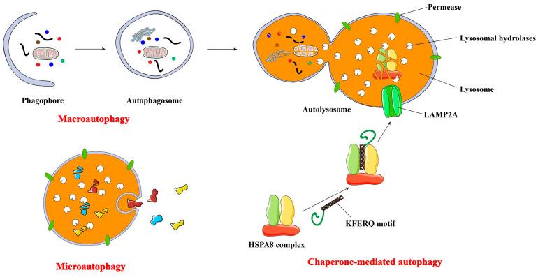 https://cdn.ncbi.nlm.nih.gov/pmc/blobs/bbf1/12292191/99010c748706/biomolecules-15-00915-g001.jpg