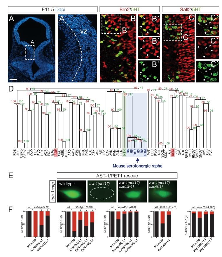 https://cdn.ncbi.nlm.nih.gov/pmc/blobs/bc09/5916565/311787357c42/elife-32785-fig8.jpg