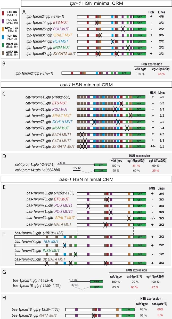 https://cdn.ncbi.nlm.nih.gov/pmc/blobs/bc09/5916565/9d6c1fc9c8d5/elife-32785-fig5.jpg