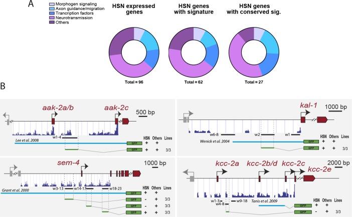 https://cdn.ncbi.nlm.nih.gov/pmc/blobs/bc09/5916565/b63033704f07/elife-32785-fig7-figsupp1.jpg