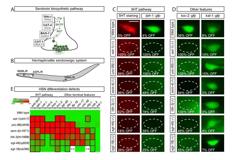 https://cdn.ncbi.nlm.nih.gov/pmc/blobs/bc09/5916565/f393158362be/elife-32785-fig1.jpg