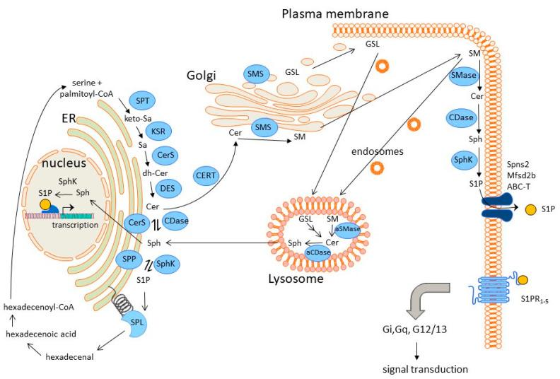 https://cdn.ncbi.nlm.nih.gov/pmc/blobs/bc1d/10054022/d1d0b4b65922/metabolites-13-00426-g002.jpg