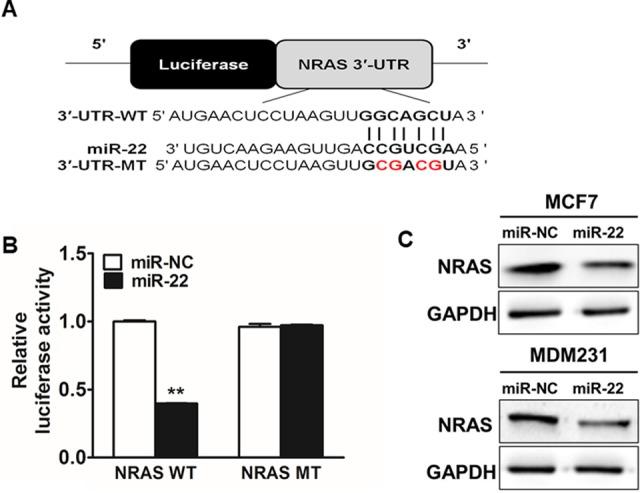https://cdn.ncbi.nlm.nih.gov/pmc/blobs/bc2a/6259065/a5fe07ffbb72/10.1177_1533033818809997-fig3.jpg