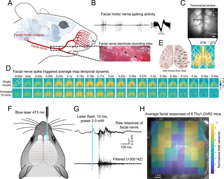 https://cdn.ncbi.nlm.nih.gov/pmc/blobs/bc71/10645427/24958ea9c683/elife-87691-fig6.jpg