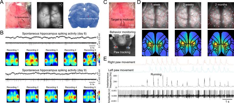 https://cdn.ncbi.nlm.nih.gov/pmc/blobs/bc71/10645427/39f72fd20d30/elife-87691-fig4.jpg
