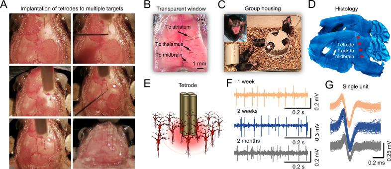 https://cdn.ncbi.nlm.nih.gov/pmc/blobs/bc71/10645427/ab188c235f53/elife-87691-fig1.jpg