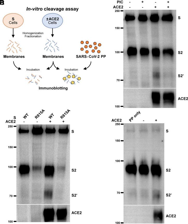 https://cdn.ncbi.nlm.nih.gov/pmc/blobs/bc72/8740742/b5d325e8a67c/pnas.2111199119fig05.jpg