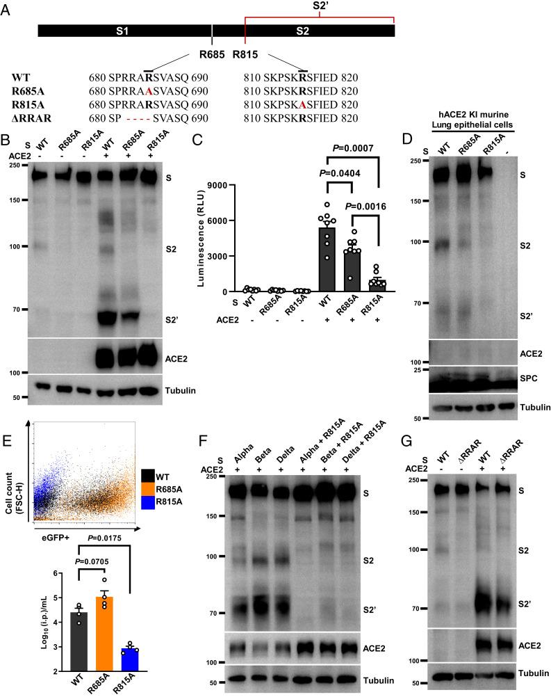 https://cdn.ncbi.nlm.nih.gov/pmc/blobs/bc72/8740742/c4174075ef82/pnas.2111199119fig04.jpg