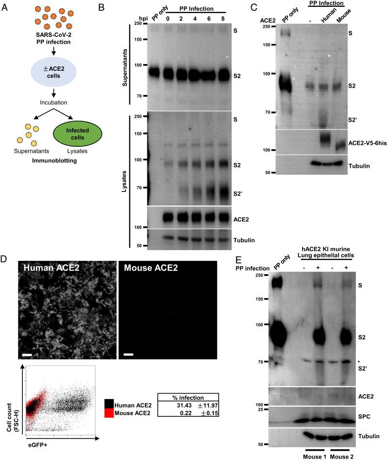 https://cdn.ncbi.nlm.nih.gov/pmc/blobs/bc72/8740742/d0fc4b1dc711/pnas.2111199119fig03.jpg