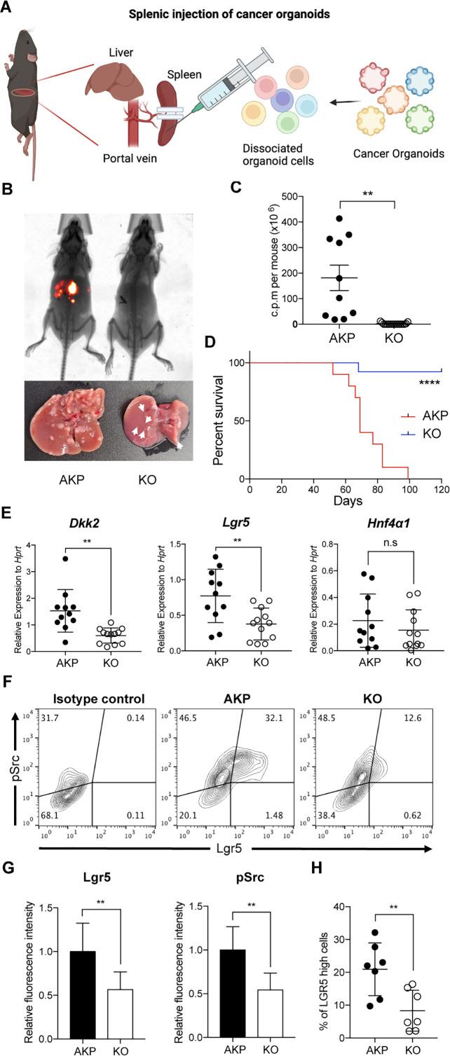 https://cdn.ncbi.nlm.nih.gov/pmc/blobs/bc73/11560131/351a7ec42fc9/elife-97279-fig1.jpg
