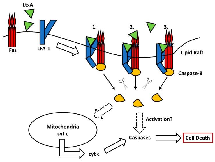 https://cdn.ncbi.nlm.nih.gov/pmc/blobs/bc7a/6784247/3e6657c1a463/toxins-11-00489-g003.jpg