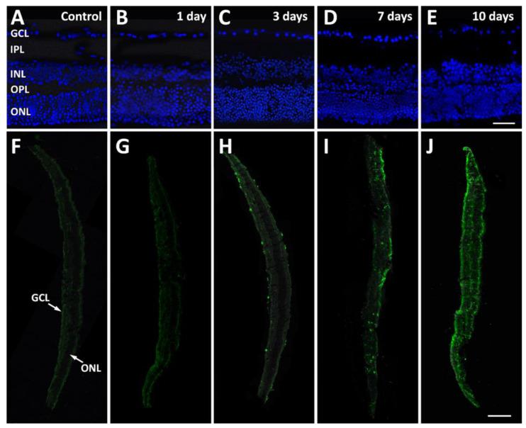 https://cdn.ncbi.nlm.nih.gov/pmc/blobs/bc87/11356793/cbd7e9216f2c/pathogens-13-00701-g002.jpg