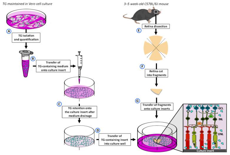https://cdn.ncbi.nlm.nih.gov/pmc/blobs/bc87/11356793/f1eec5510f1f/pathogens-13-00701-g001.jpg