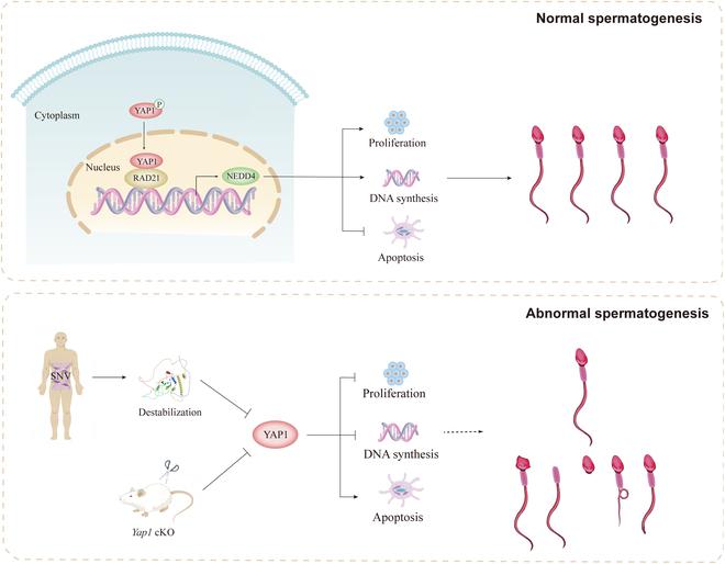 https://cdn.ncbi.nlm.nih.gov/pmc/blobs/bc8c/11628678/06f79f1b7925/research.0544.fig.009.jpg