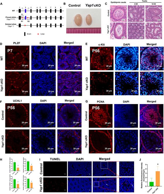 https://cdn.ncbi.nlm.nih.gov/pmc/blobs/bc8c/11628678/f0d3490a748f/research.0544.fig.007.jpg