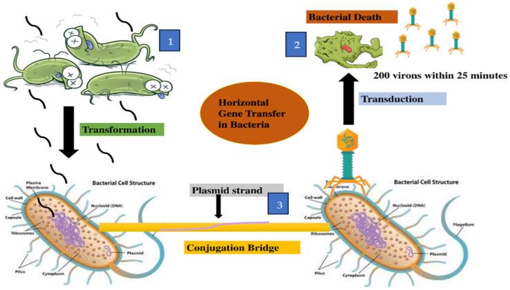 https://cdn.ncbi.nlm.nih.gov/pmc/blobs/bc8d/12114352/4845e909b3b7/microorganisms-13-01115-g002.jpg