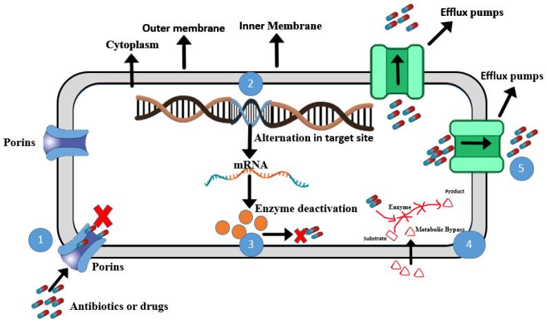 https://cdn.ncbi.nlm.nih.gov/pmc/blobs/bc8d/12114352/de0ab477b8f4/microorganisms-13-01115-g001.jpg