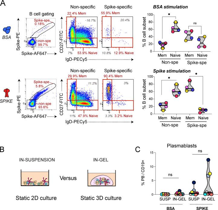 https://cdn.ncbi.nlm.nih.gov/pmc/blobs/bcef/11383861/3314e47ea4b3/JEM_20240289_FigS3.jpg