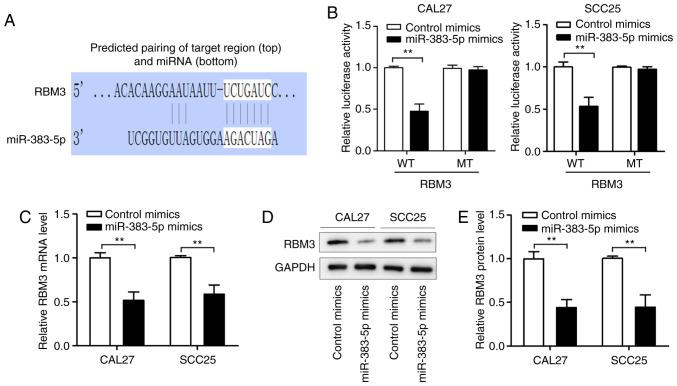 https://cdn.ncbi.nlm.nih.gov/pmc/blobs/bcf8/8054316/1143bd5529cf/or-45-06-8050-g04.jpg