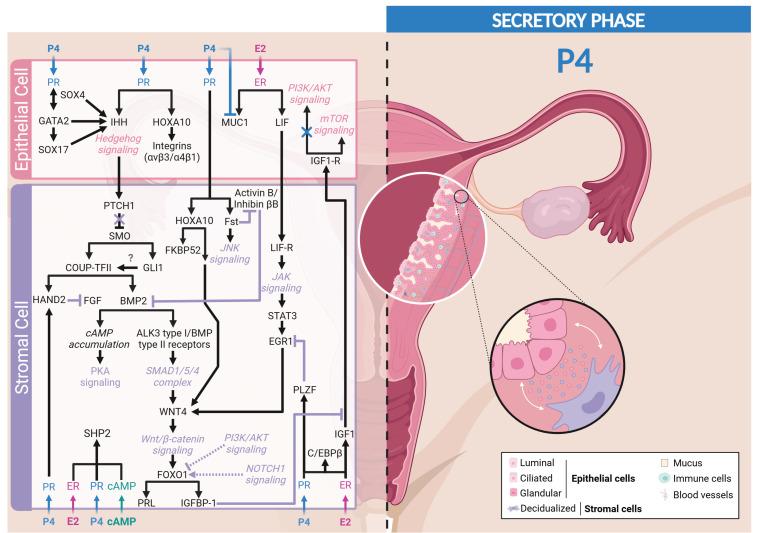 https://cdn.ncbi.nlm.nih.gov/pmc/blobs/bd41/11312103/e29baa1f8042/cells-13-01236-g004.jpg