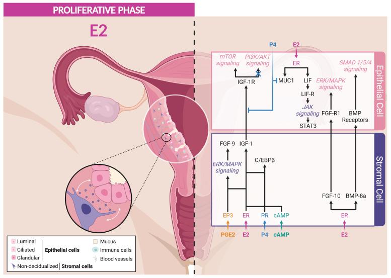 https://cdn.ncbi.nlm.nih.gov/pmc/blobs/bd41/11312103/e874740263e9/cells-13-01236-g003.jpg