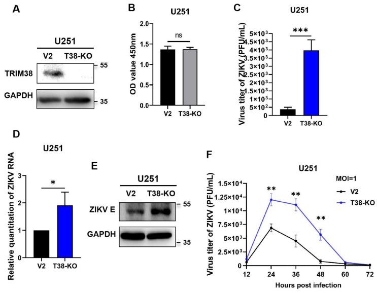 https://cdn.ncbi.nlm.nih.gov/pmc/blobs/bd48/11860351/391d106d099f/viruses-17-00199-g003.jpg