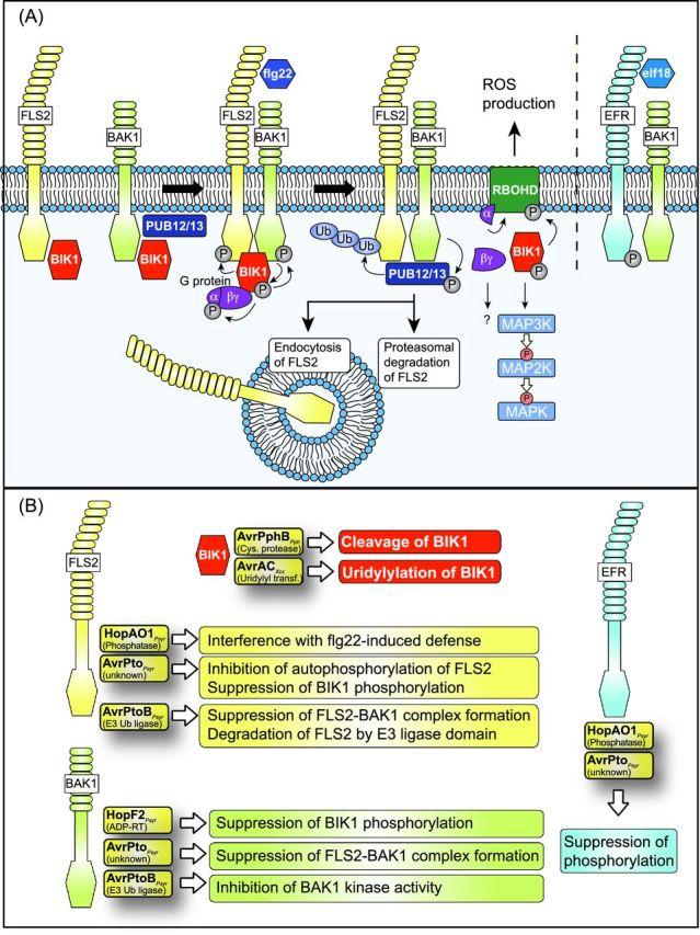 https://cdn.ncbi.nlm.nih.gov/pmc/blobs/bd54/5091034/85e260292cdd/fuw026fig2.jpg