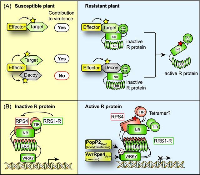 https://cdn.ncbi.nlm.nih.gov/pmc/blobs/bd54/5091034/ab15c7712886/fuw026fig9.jpg