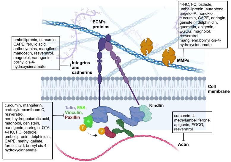 https://cdn.ncbi.nlm.nih.gov/pmc/blobs/bd75/10968611/a62334d38c9f/biomedicines-12-00482-g002.jpg