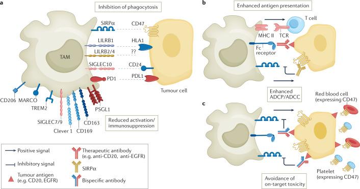 https://cdn.ncbi.nlm.nih.gov/pmc/blobs/bd9c/9380983/409b0038d121/41573_2022_520_Fig3_HTML.jpg
