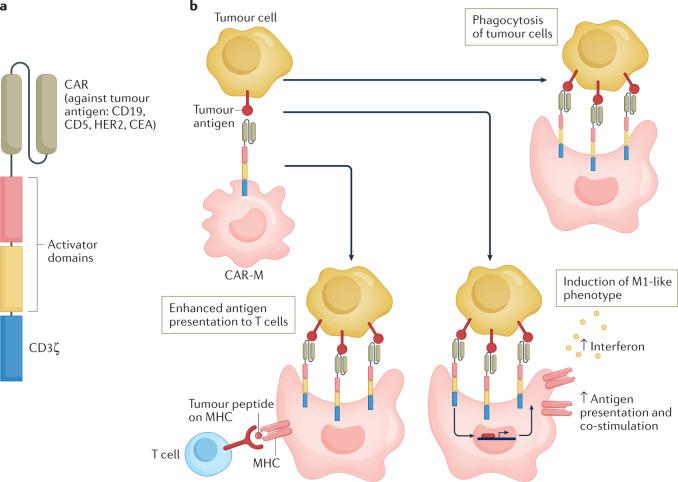https://cdn.ncbi.nlm.nih.gov/pmc/blobs/bd9c/9380983/6906f35bd027/41573_2022_520_Fig4_HTML.jpg