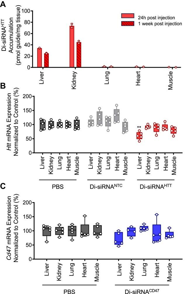 https://cdn.ncbi.nlm.nih.gov/pmc/blobs/bda4/11109952/06c9175e8ff4/gkae100fig4.jpg
