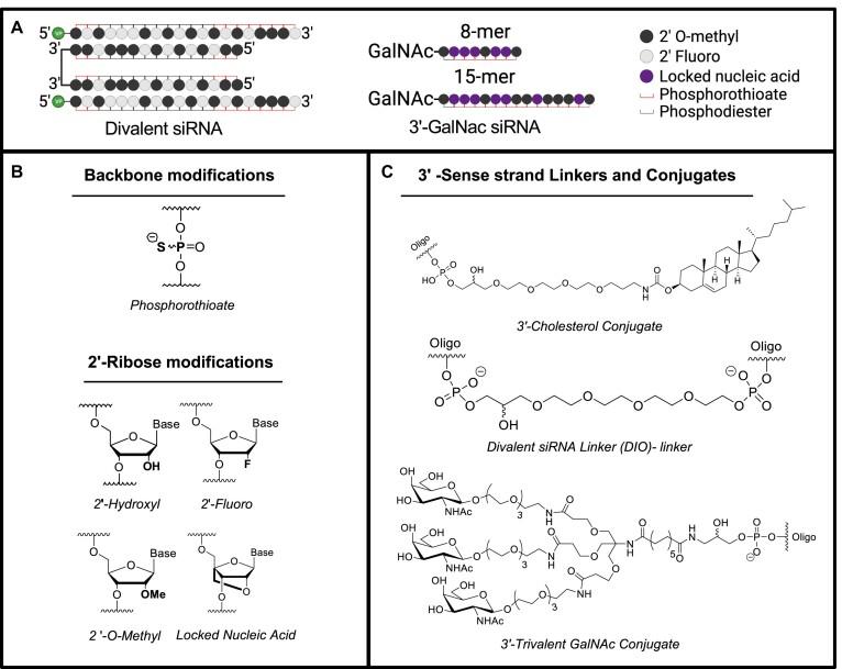 https://cdn.ncbi.nlm.nih.gov/pmc/blobs/bda4/11109952/9574bd55728d/gkae100fig1.jpg